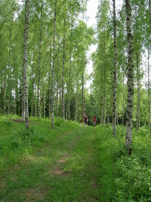 Birkenwald-\"Kaiserstuhl Touristik e.V. Ihringen\" Birkenwald-\"Kaiserstuhl Touristik e.V. Ihringen\"