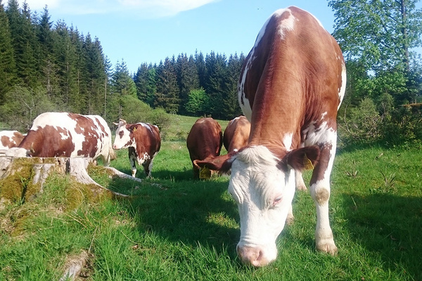 Unsere K�he 