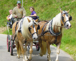 Breitnauhof Schneider (Mnstertal)