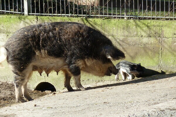 Wildschweine