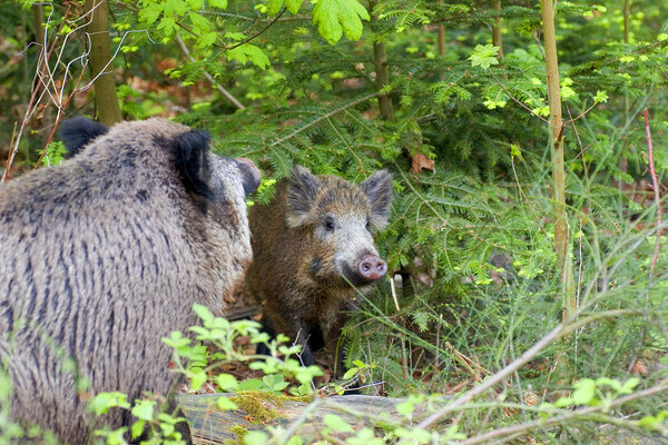 Wildschweine Bildnachweis:  Baden-Baden Kur & Tourismus GmbH