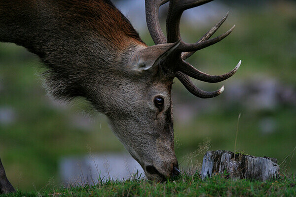 Copyright: (© Natur-Infozentrum Kaltenbronn) Copyright: (© Natur-Infozentrum Kaltenbronn)