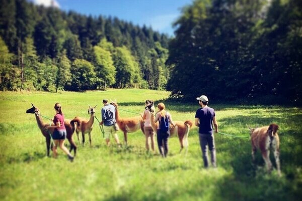  Bildnachweis: Mit freundlicher Genehmigung der Schauinsland Lamas